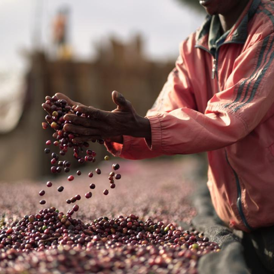 Buku Abel #6, Ethiopia