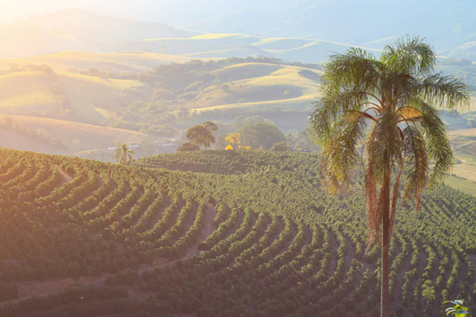 Seasonality in coffee