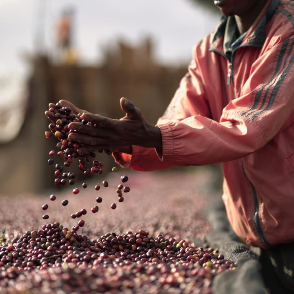 Buku Abel #6, Ethiopia
