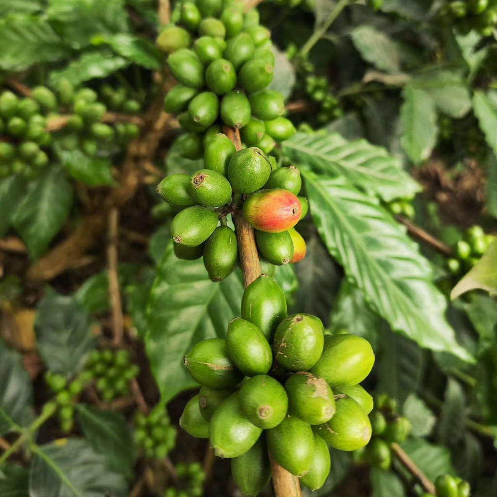 Las Quebraditas SL-28, Colombia